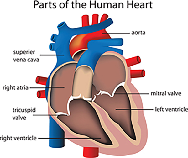 parts of the human heart